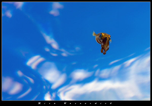 Juvenile Squid with blue sky and some clouds as backgroun... by Rico Besserdich 